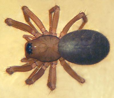 Diplocentria bidentata 5.jpg