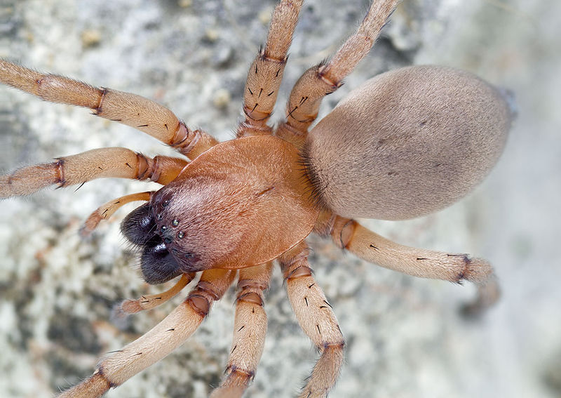 Datei:Drassodex-hypocrita St-Arnac 15-10 04-female.jpg