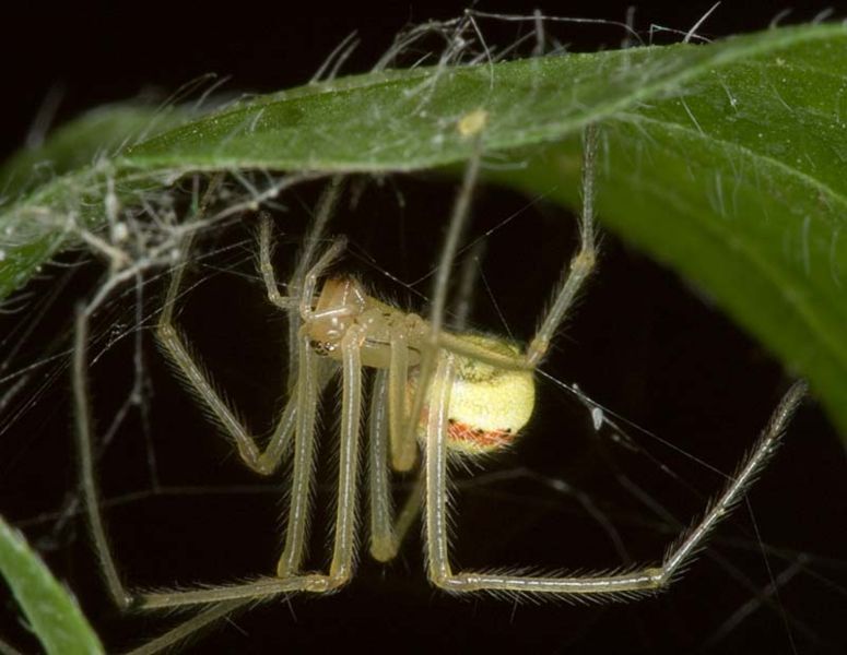 Datei:Enoplognatha ovata W 7-1429.jpg