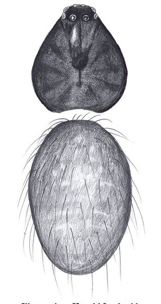 Datei:Lasiargus hirsutus m habitus HLovbrekke.jpg
