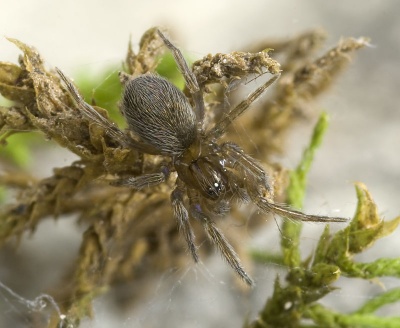 Lathys-stigmatisata SingerBerg-5232 10-09 02.jpg