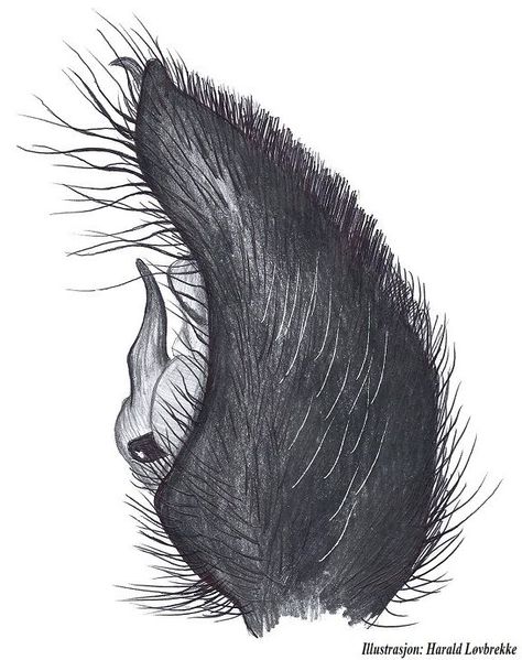 Datei:Pardosa amentata palp side HLovbrekke.jpg