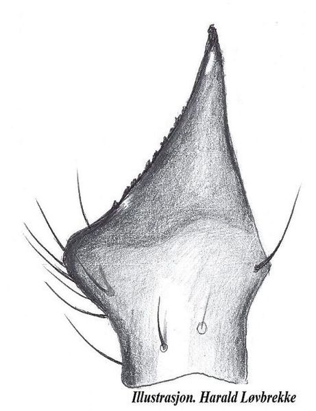 Datei:Pelecopsis paralella tibialapofyse HLovbrekke.jpg