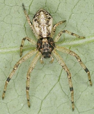 T piger 2007-10-29 bdoAS-.jpg