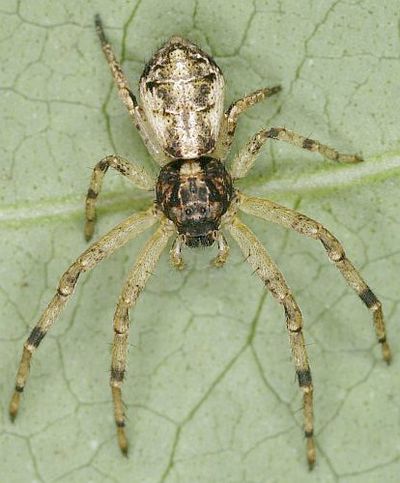 T piger 2007-10-29 bdoAS-.jpg