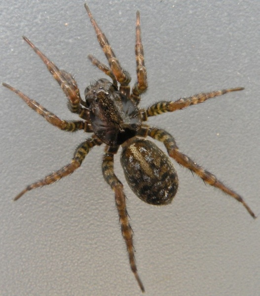 Datei:Arctosa leopardus fem Arne Fjellberg.jpg