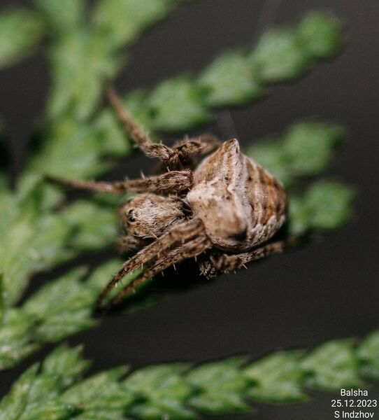 Datei:Gibbaranea ullrichi f Balsha 1.jpg