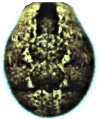 Opisthosoma, dorsal