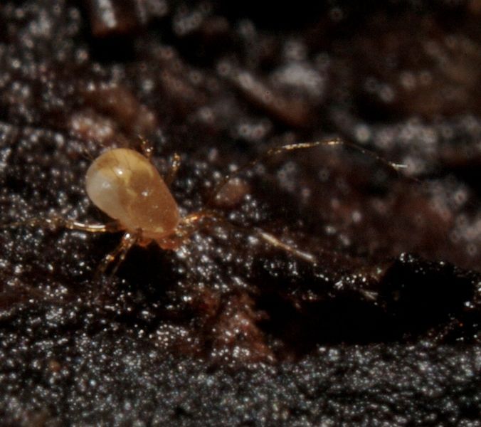 Datei:Podocinum pacificum A2533 PF8706.JPG