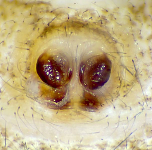 Datei:Xysticus lanio epigyne-2-800.jpg