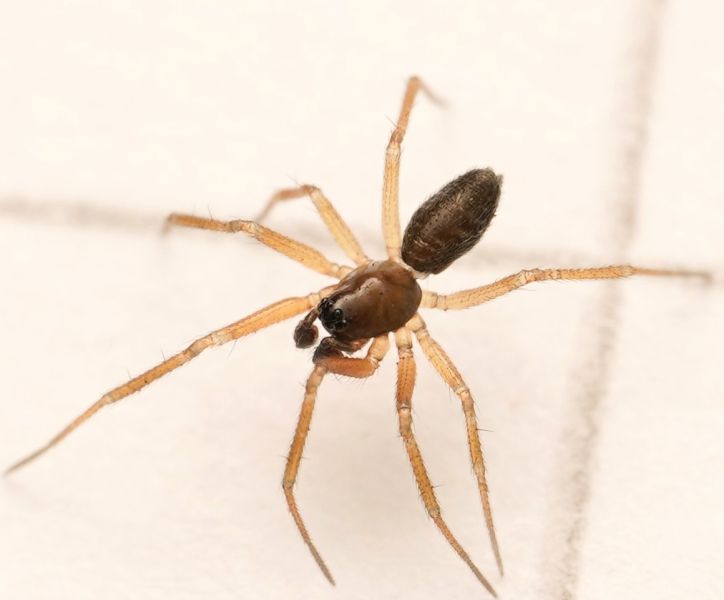 Datei:Agyneta mollis M 17.Jun.2026 Karlsruhe.JPG