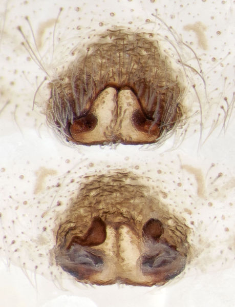 Datei:Arctosa-perita Sardinien-LagoBaratz 13-04 03-Epig-Vulva.jpg