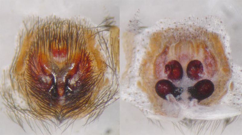 Datei:Gnaphosa lugubris 10 1024.jpg