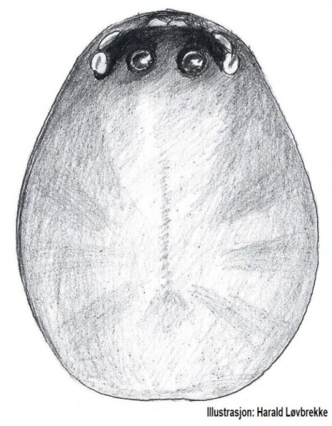 Datei:Sisicus apertus prosoma do HLovbrekke.jpg