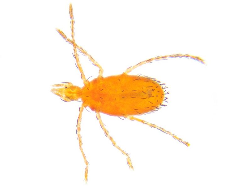 Datei:Leptus sp larva A6236 PM3002.jpg