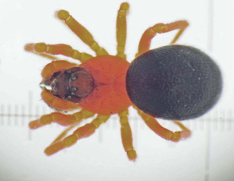 Datei:Pelecopsis bucephala m do JGuttenberger.JPG