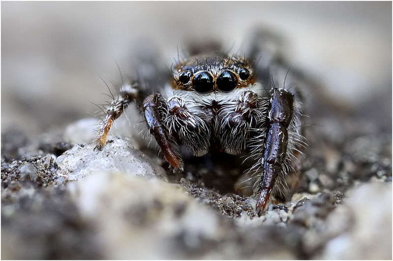 Datei:Pseudicius badius male frontal Schaefer.jpg