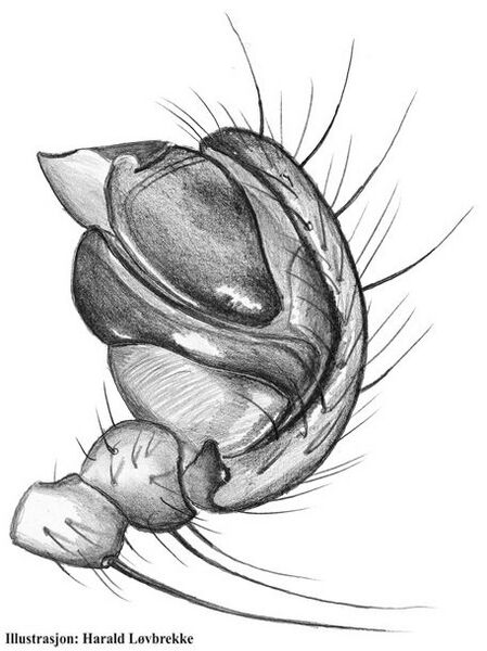 Datei:Singa hamata palp 2 HLovbrekke.jpg