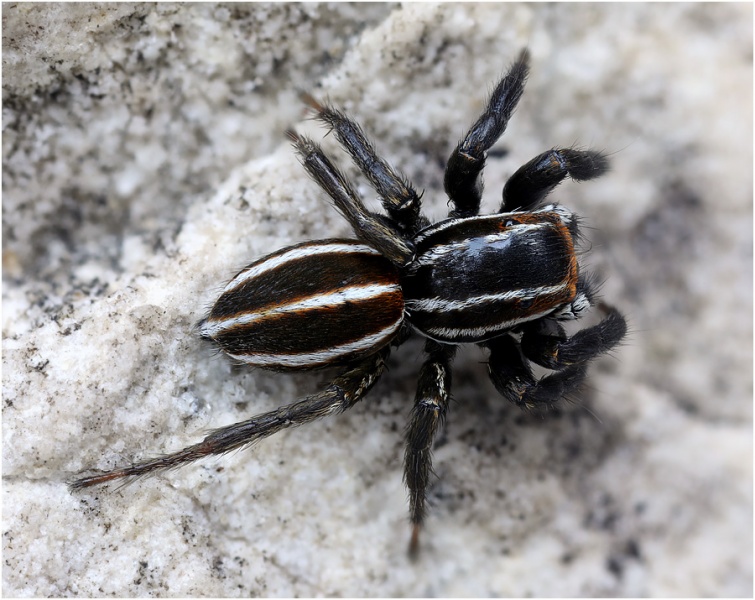 Datei:1272 86kl r.jpg