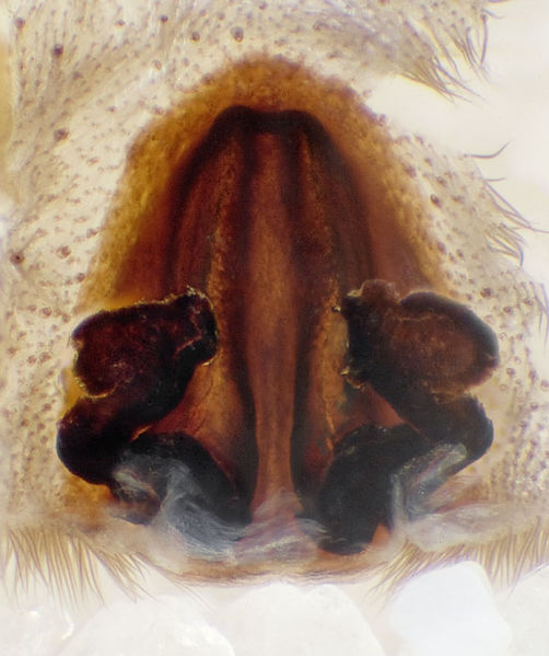 Datei:Geolycosa-vultuosa Ungarn-Szentendre 11-10 02-Vulva.jpg