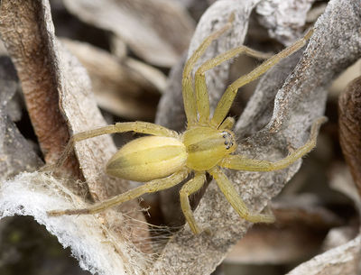 Micrommata-aragonensis Portugal-Steilkueste 12-04 02.jpg
