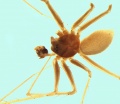 Troglohyphantes alluaudi male 20180107190105-7e58c405-me.jpg