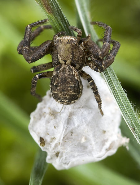 Datei:Xysticus-macedonicus Alpen-Monesi 14-09 01-female.jpg