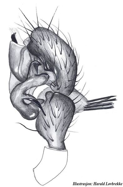 Datei:Allomengea scopigera palp HLovbrekke.jpg