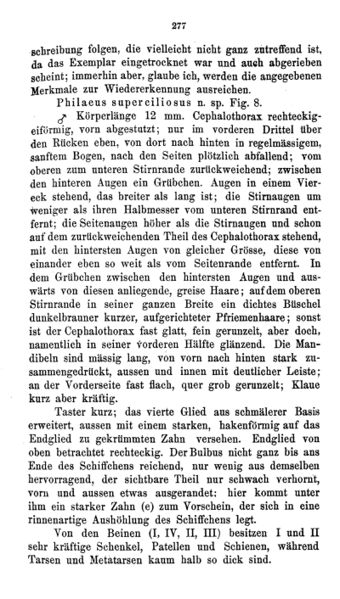 Datei:BertkauSuperciliosus Page 2.jpg