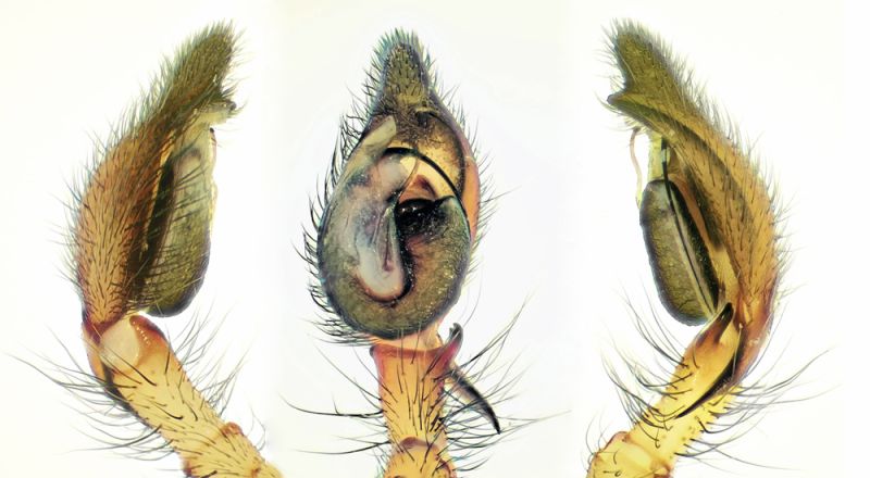 Datei:Cheiracanthium-erraticum palp.jpeg