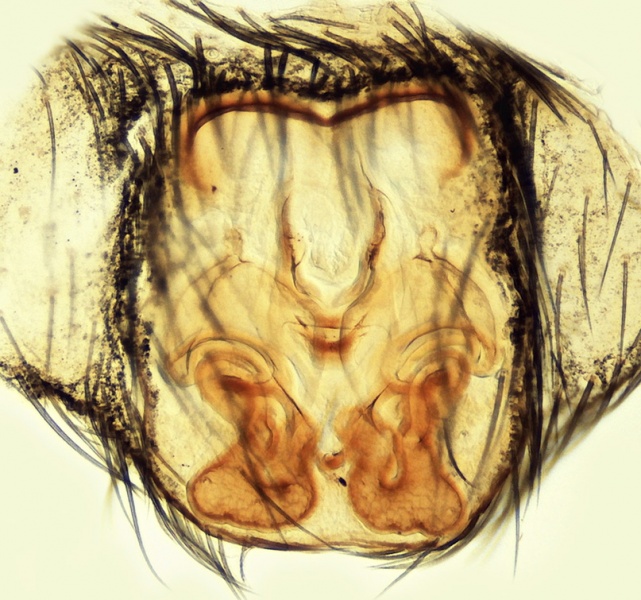 Datei:Civizelotes ibericus Epigyne 20160209203201-84f2cffb-me.jpg