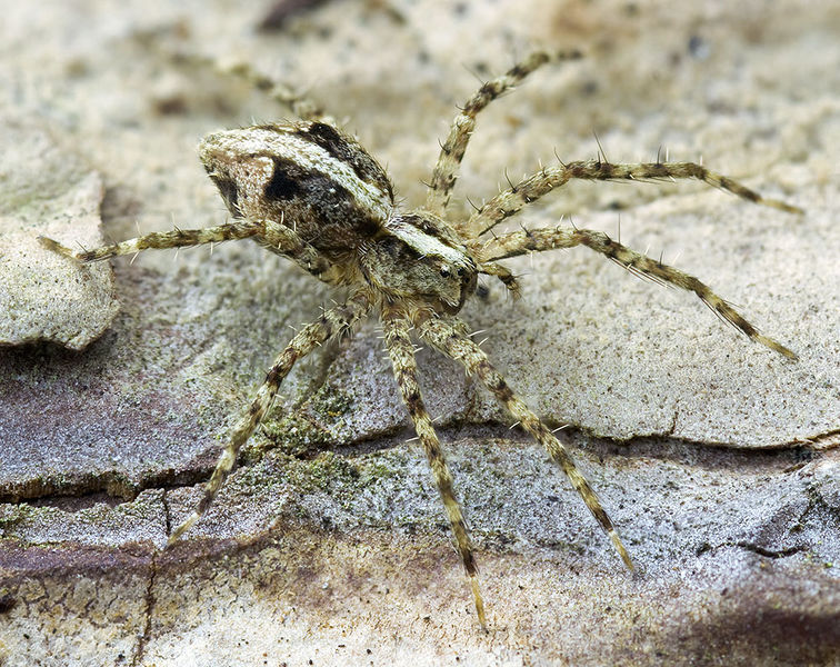 Datei:Cladycnis-insignis Teneriffa-Caldera 15-04 02-juv.jpg