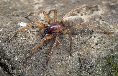 Drassodex-drescoi Alpen-Matterhorn 14-09 02-female.jpg