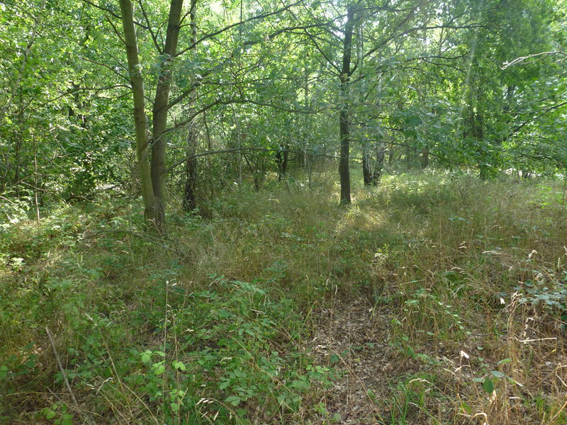 Datei:Lebensraum (Fundort) Maso gallicus.jpg