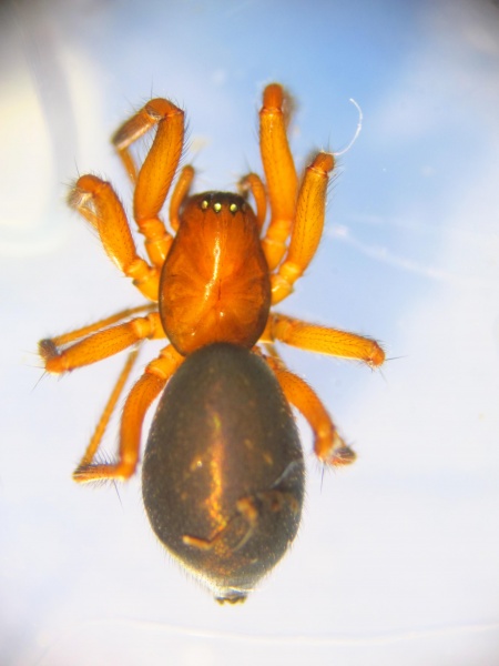 Datei:Leptothrix hardyi female Bjarte Aadland.jpg
