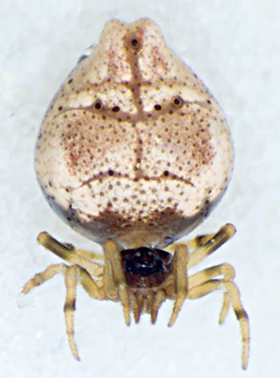 Phorocidia paradoxa fem frontal.jpg