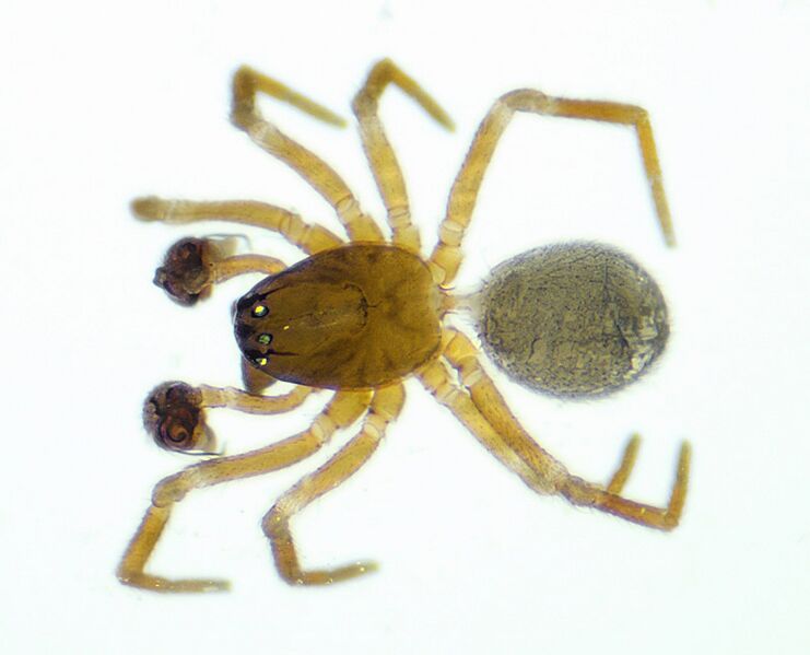 Datei:Tapinocyboides pygmaeus dorsal.jpg