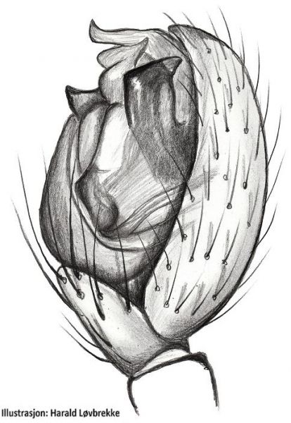 Datei:Thymoites bellissimus palp HLovbrekke.jpg