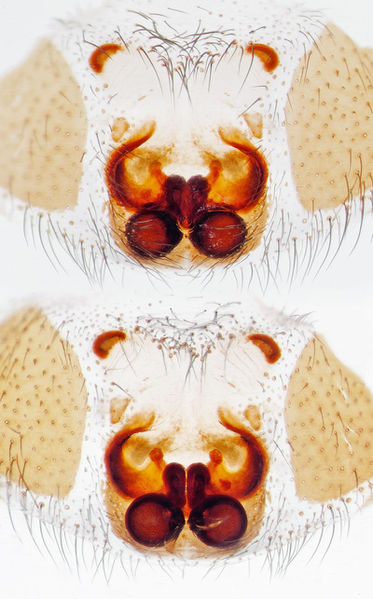 Datei:Zelotes-gallicus Col-da-Sol 15-09 02-epig-vulva.jpg