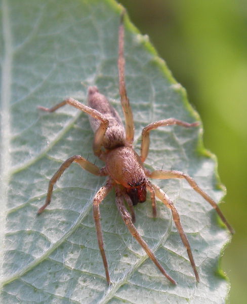 Datei:Clubiona reclusa female-1-.jpg