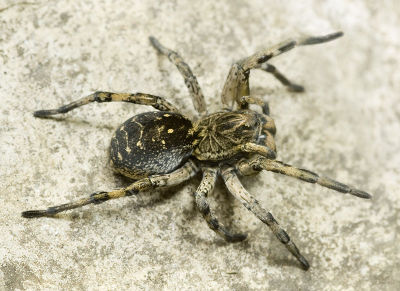 Geolycosa-vultuosa Ungarn-Szentendre 09-08 08.jpg