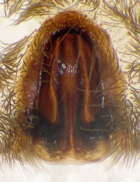 Datei:Geolycosa-vultuosa Ungarn-Szentendre 11-10 01-Epig.jpg