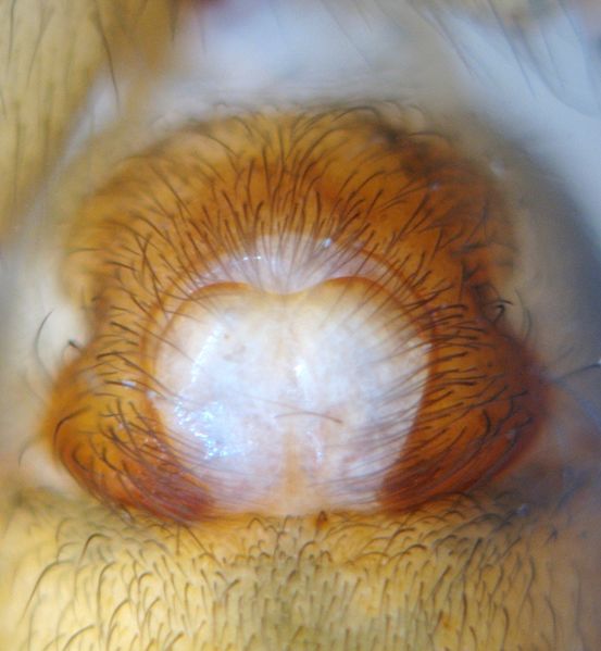 Datei:Histopona torpida 030 E.JPG