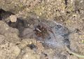 Lycosoides coarctata (17) Canu S..jpg