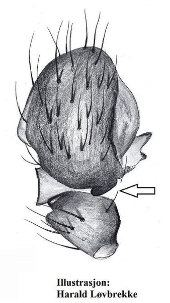 Datei:Meioneta fuscipalpa pedipalpus markup HLovbrekke.jpg