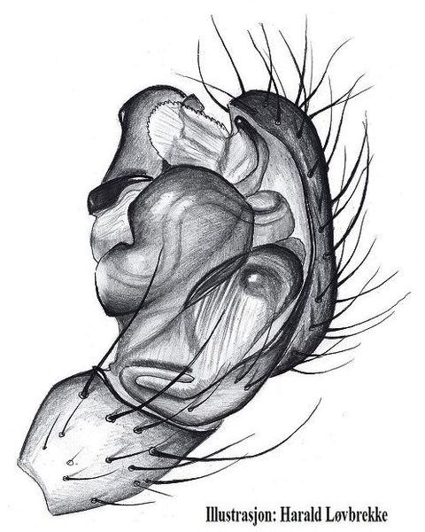 Datei:Neriene peltata pedipalpus HLovbrekke.jpg