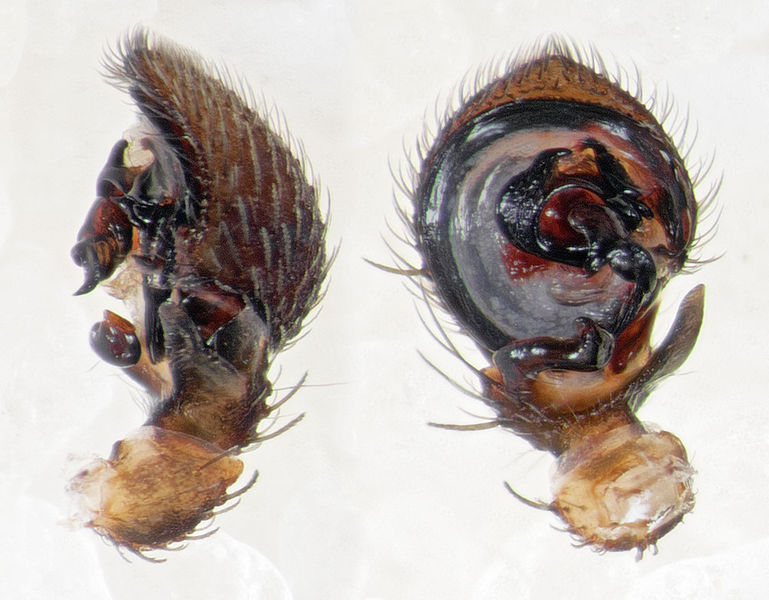Datei:Ozyptila-pullata Ettersberg 15-08 01-ped.jpg