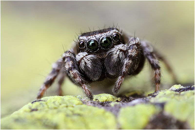 Datei:Sitticus atricapillus male frontal Schaefer.jpg