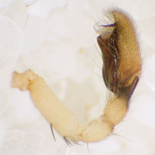 Datei:Terrestris Koetsch 08-10 10-Ped.jpg