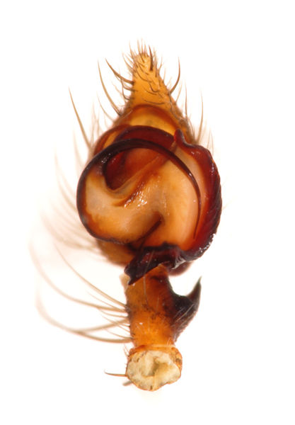 Datei:Textrix denticulata male A4595 PN3428.JPG
